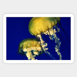 Jellies Sticker